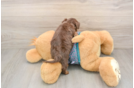 Best Yorkie Poo Baby