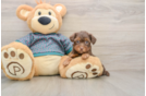 Best Yorkie Poo Baby