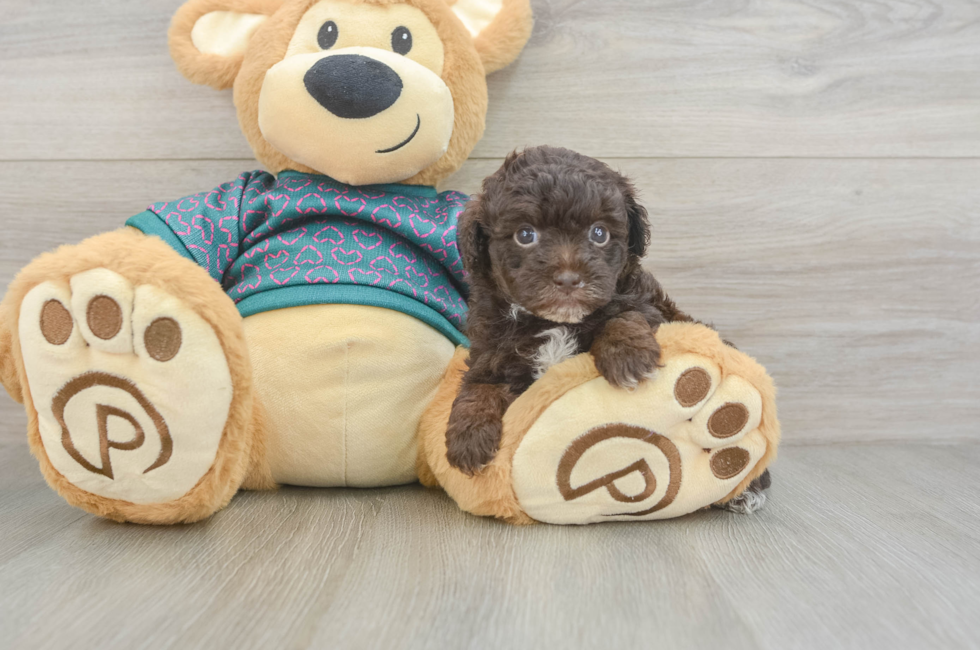 6 week old Yorkie Poo Puppy For Sale - Fairfield Furbabies