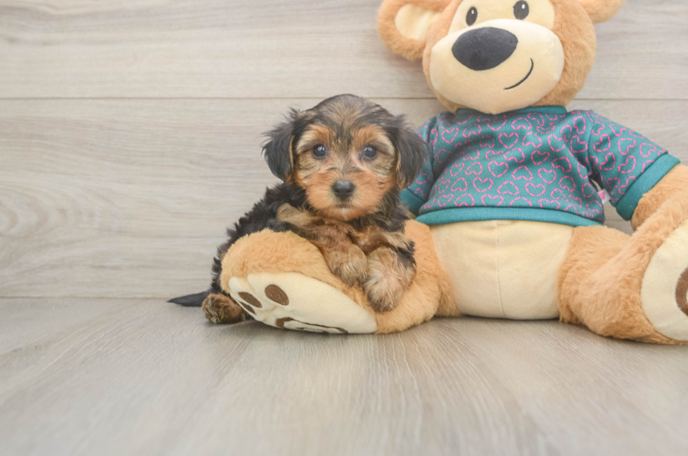 6 week old Yorkie Poo Puppy For Sale - Fairfield Furbabies