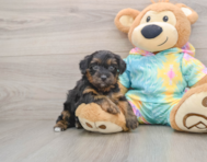 8 week old Yorkie Poo Puppy For Sale - Fairfield Furbabies