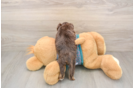 Friendly Yorkie Poo Baby