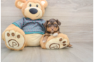 Yorkie Poo Puppy for Adoption