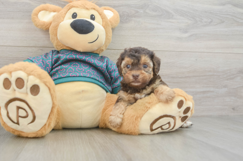 6 week old Yorkie Poo Puppy For Sale - Fairfield Furbabies