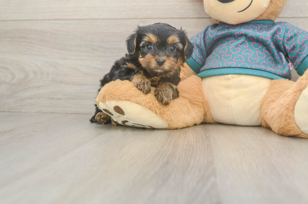 6 week old Yorkie Poo Puppy For Sale - Fairfield Furbabies