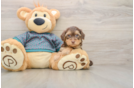 Yorkie Poo Puppy for Adoption