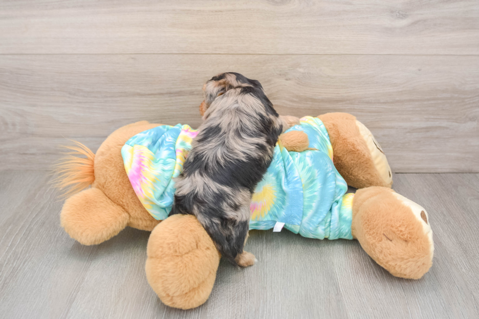 Popular Yorkie Poo Poodle Mix Pup