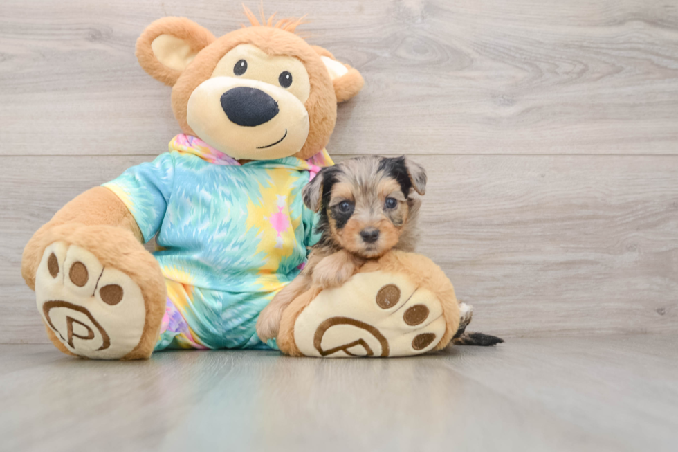 Yorkie Poo Pup Being Cute