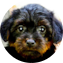 Yorkie Poo Puppy For Sale Fairfield Furbabies Yorkie Poo Puppy For Sale - Fairfield Furbabies