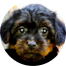 Yorkie Poo Puppies For Sale - Fairfield Furbabies Yorkie Poo Puppies For Sale - Fairfield Furbabies