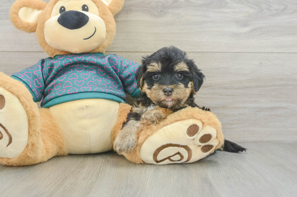 6 week old Yorkie Poo Puppy For Sale - Fairfield Furbabies