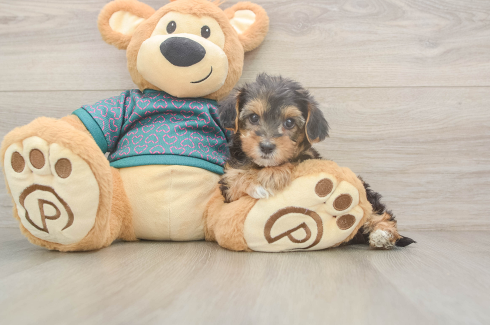 6 week old Yorkie Poo Puppy For Sale - Fairfield Furbabies