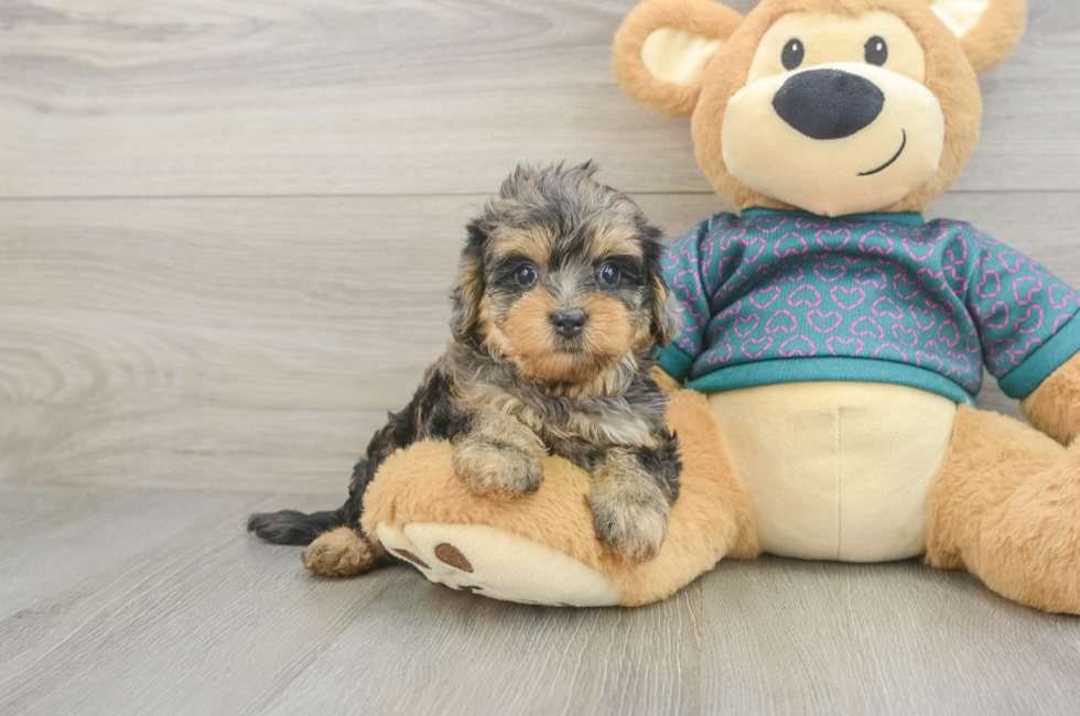6 week old Yorkie Poo Puppy For Sale - Fairfield Furbabies