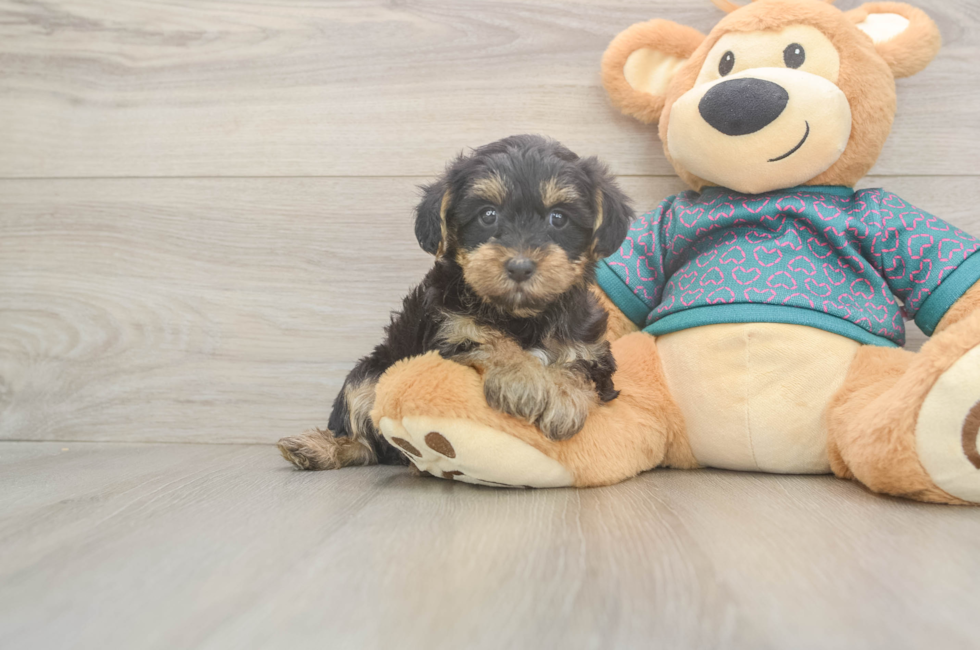6 week old Yorkie Poo Puppy For Sale - Fairfield Furbabies