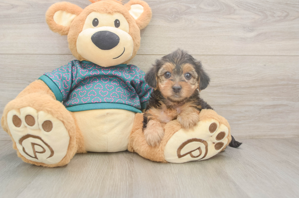 6 week old Yorkie Poo Puppy For Sale - Fairfield Furbabies