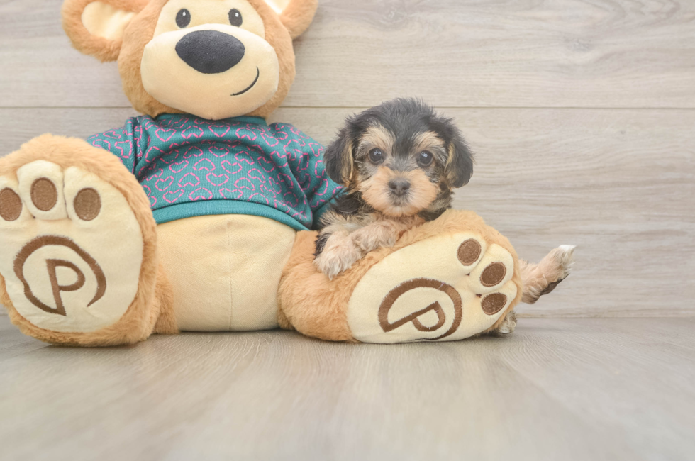 6 week old Yorkie Poo Puppy For Sale - Fairfield Furbabies