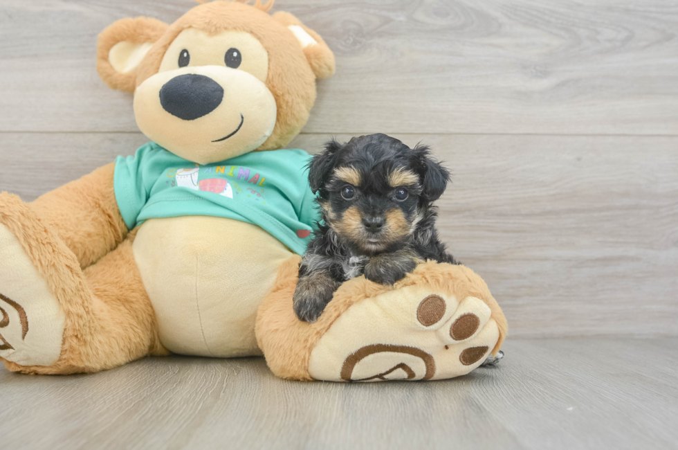 6 week old Yorkie Poo Puppy For Sale - Fairfield Furbabies