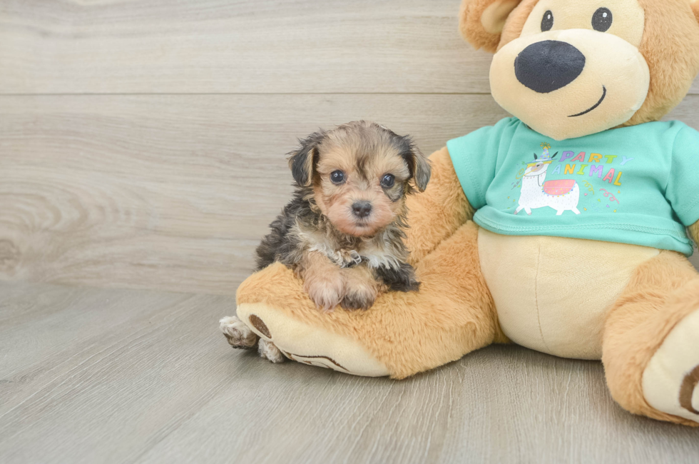 5 week old Yorkie Poo Puppy For Sale - Fairfield Furbabies