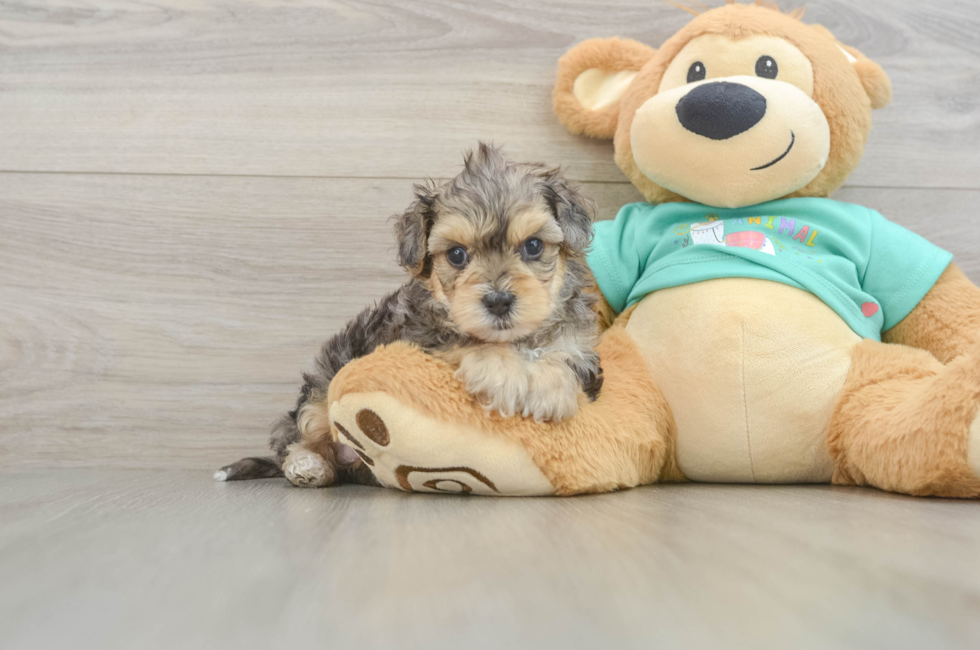 6 week old Yorkie Poo Puppy For Sale - Fairfield Furbabies