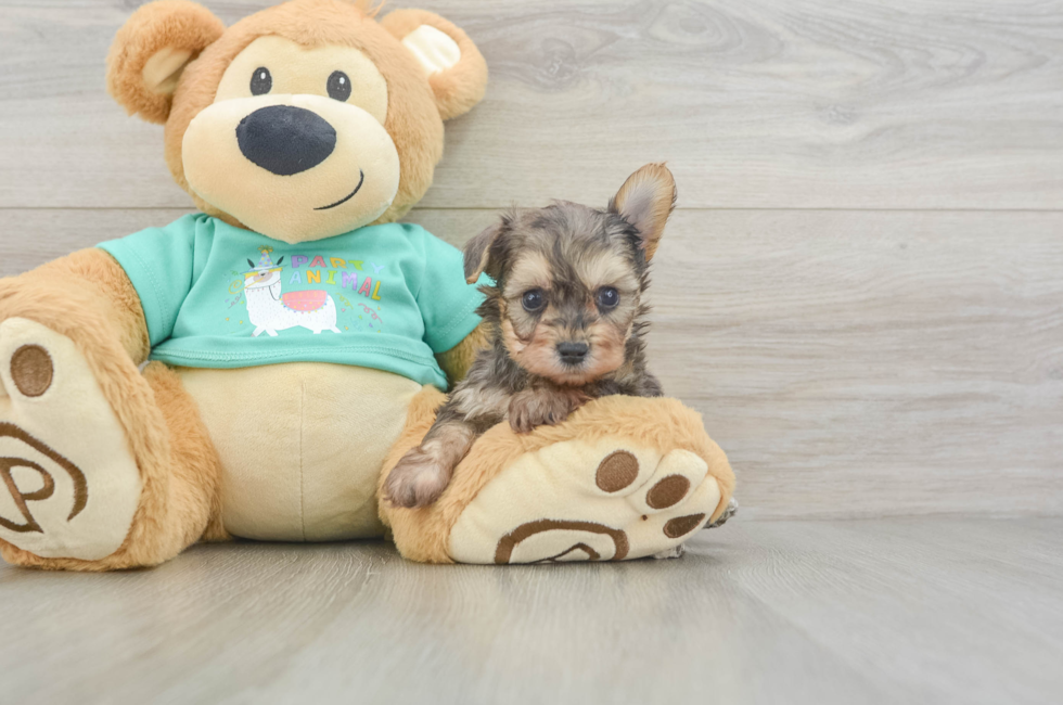 5 week old Yorkie Poo Puppy For Sale - Fairfield Furbabies