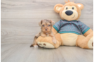 Little Yorkie Poodle Mix Poodle Mix Puppy