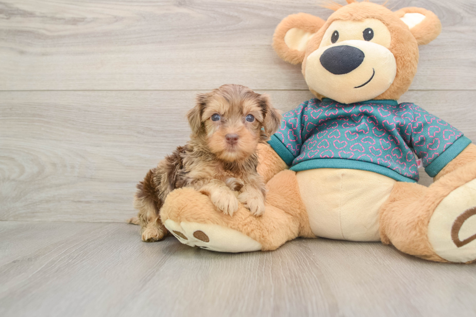 Cute Yorkie Poo Baby
