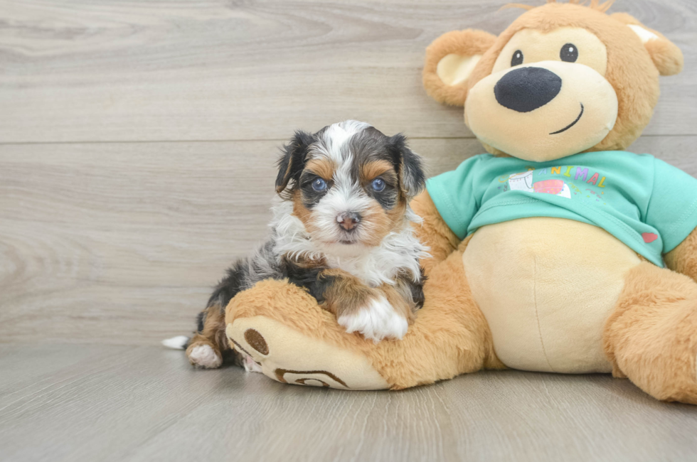 6 week old Yorkie Poo Puppy For Sale - Fairfield Furbabies