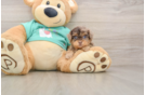 Yorkie Poo Pup Being Cute