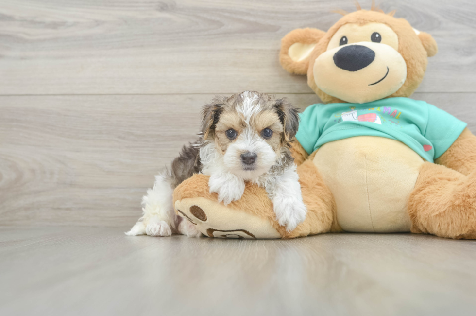 6 week old Yorkie Poo Puppy For Sale - Fairfield Furbabies