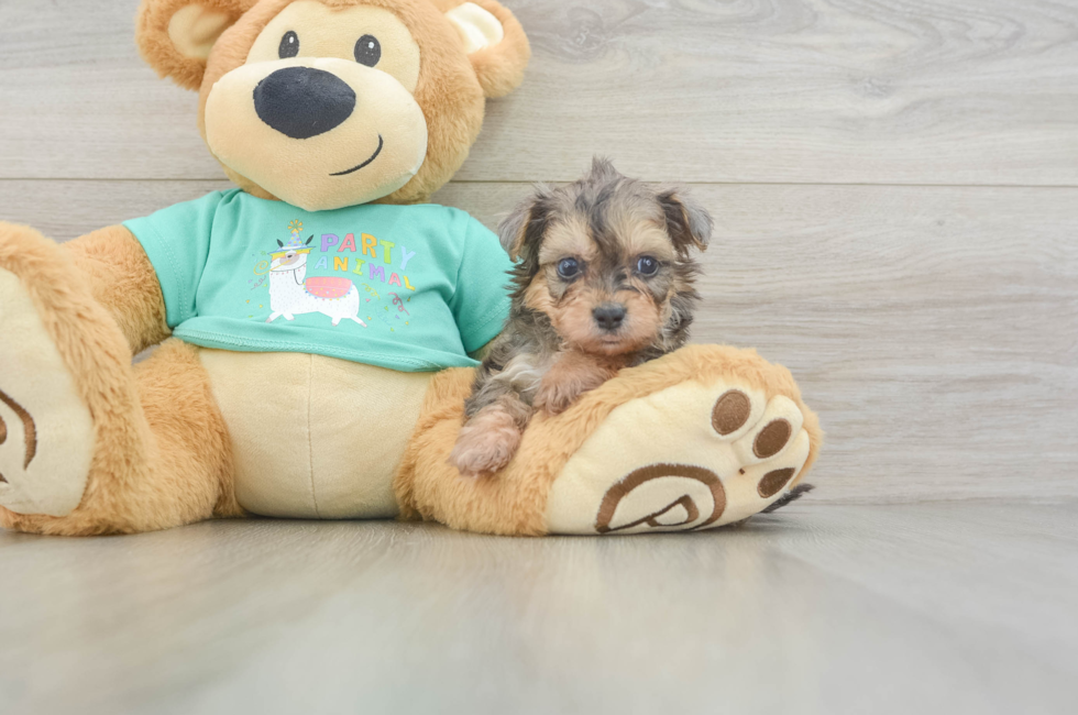 5 week old Yorkie Poo Puppy For Sale - Fairfield Furbabies