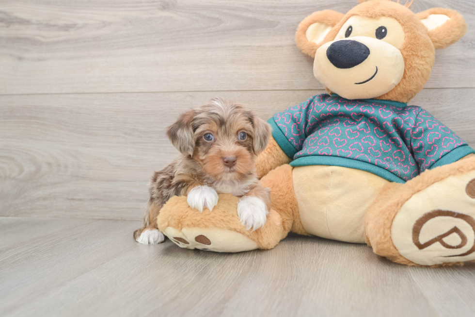 Hypoallergenic Yorkie Doodle Poodle Mix Puppy