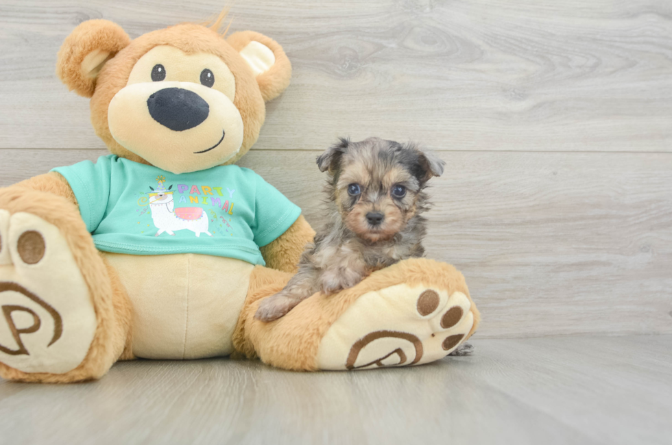 5 week old Yorkie Poo Puppy For Sale - Fairfield Furbabies