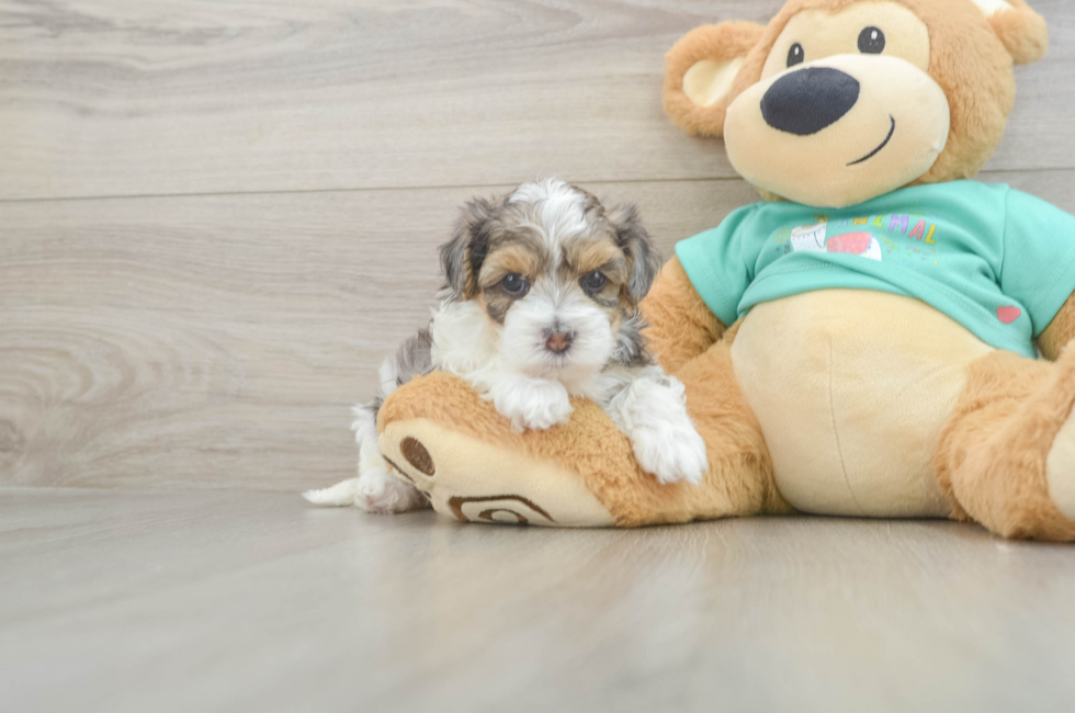 6 week old Yorkie Poo Puppy For Sale - Fairfield Furbabies