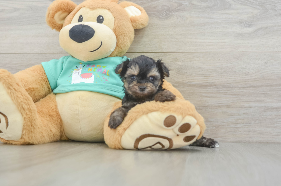 5 week old Yorkie Poo Puppy For Sale - Fairfield Furbabies