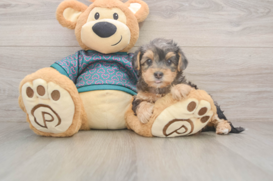 Yorkie Poo Puppy for Adoption
