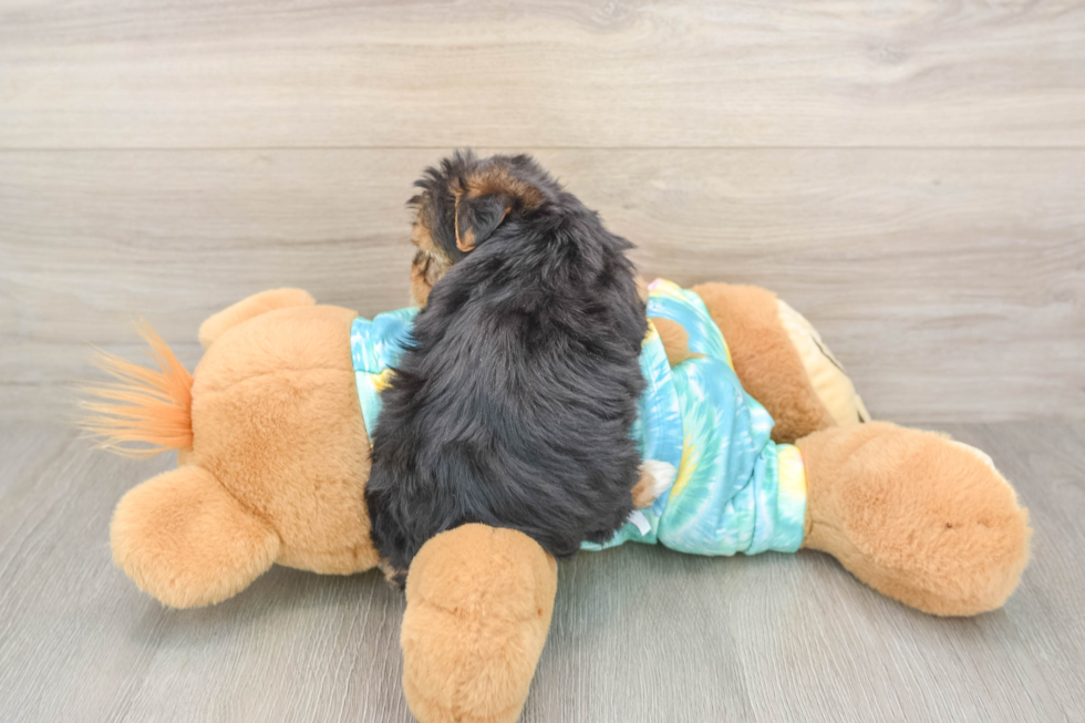 Yorkie Poo Puppy for Adoption