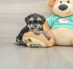 9 week old Yorkie Poo Puppy For Sale - Fairfield Furbabies