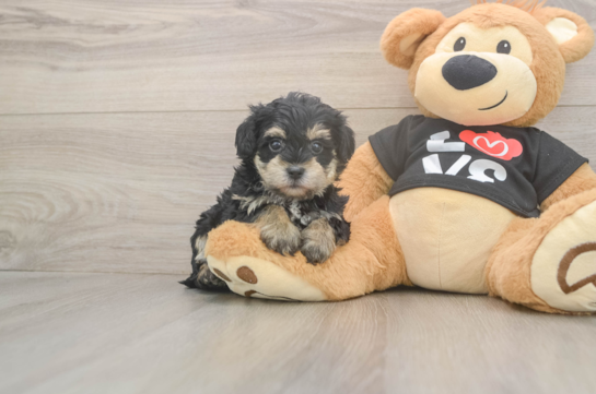 7 week old Yorkie Poo Puppy For Sale - Fairfield Furbabies Playful Yo Yo Poo Poodle Mix Puppy