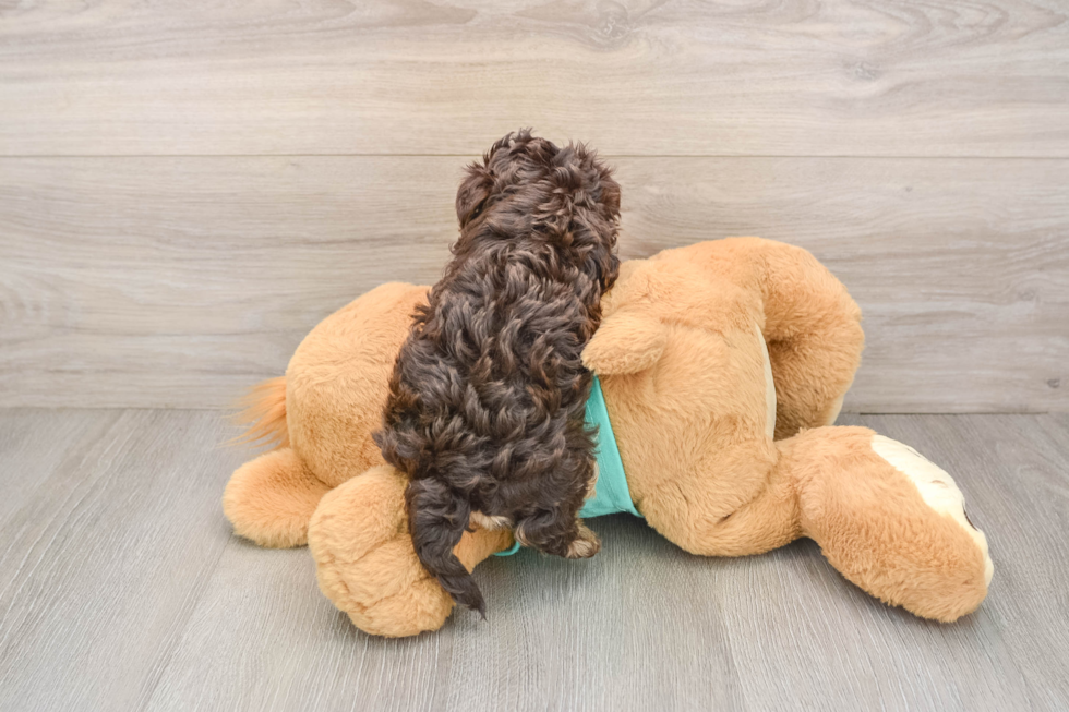 Yorkie Poo Puppy for Adoption