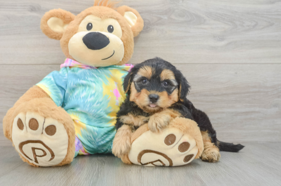 5 week old Yorkie Poo Puppy For Sale - Fairfield Furbabies