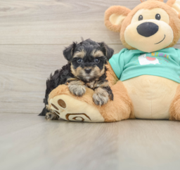 9 week old Yorkie Poo Puppy For Sale - Fairfield Furbabies