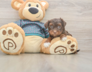 8 week old Yorkie Poo Puppy For Sale - Fairfield Furbabies
