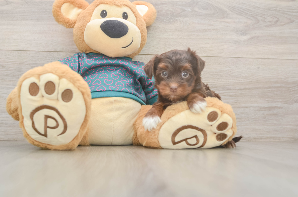 8 week old Yorkie Poo Puppy For Sale - Fairfield Furbabies