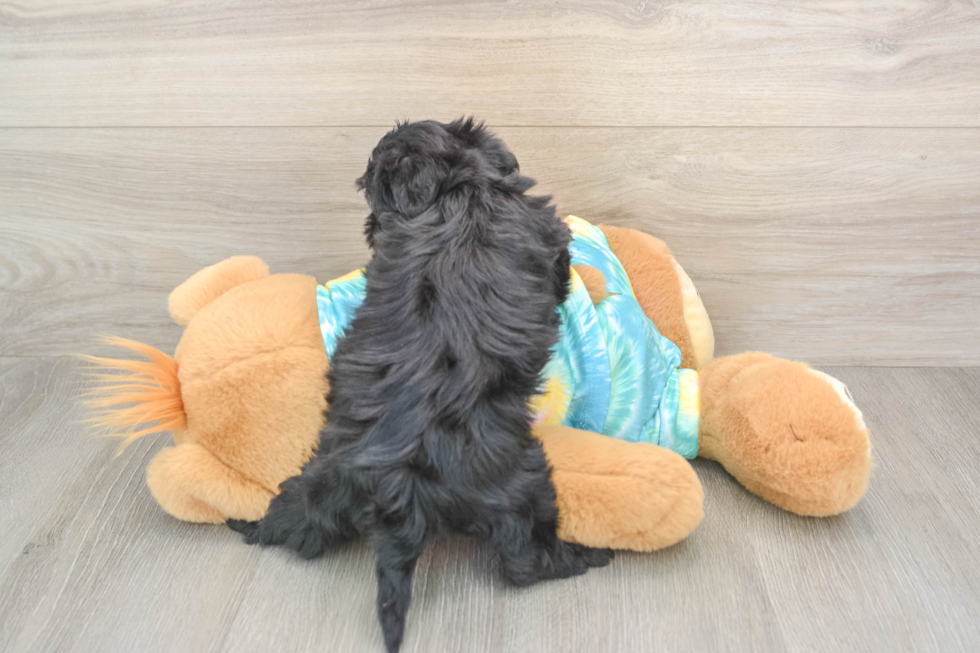 Yorkie Poo Puppy for Adoption