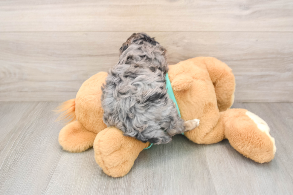 Smart Yorkie Poo Poodle Mix Pup