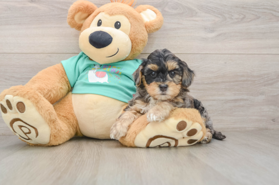 Yorkie Poo Pup Being Cute
