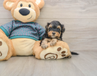 8 week old Yorkie Poo Puppy For Sale - Fairfield Furbabies