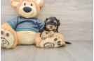 Best Yorkie Poo Baby