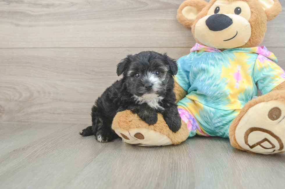 5 week old Yorkie Poo Puppy For Sale - Fairfield Furbabies