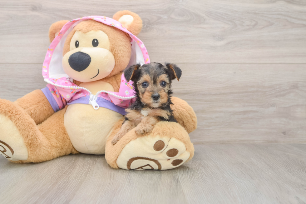 Yorkie Poo Puppy for Adoption